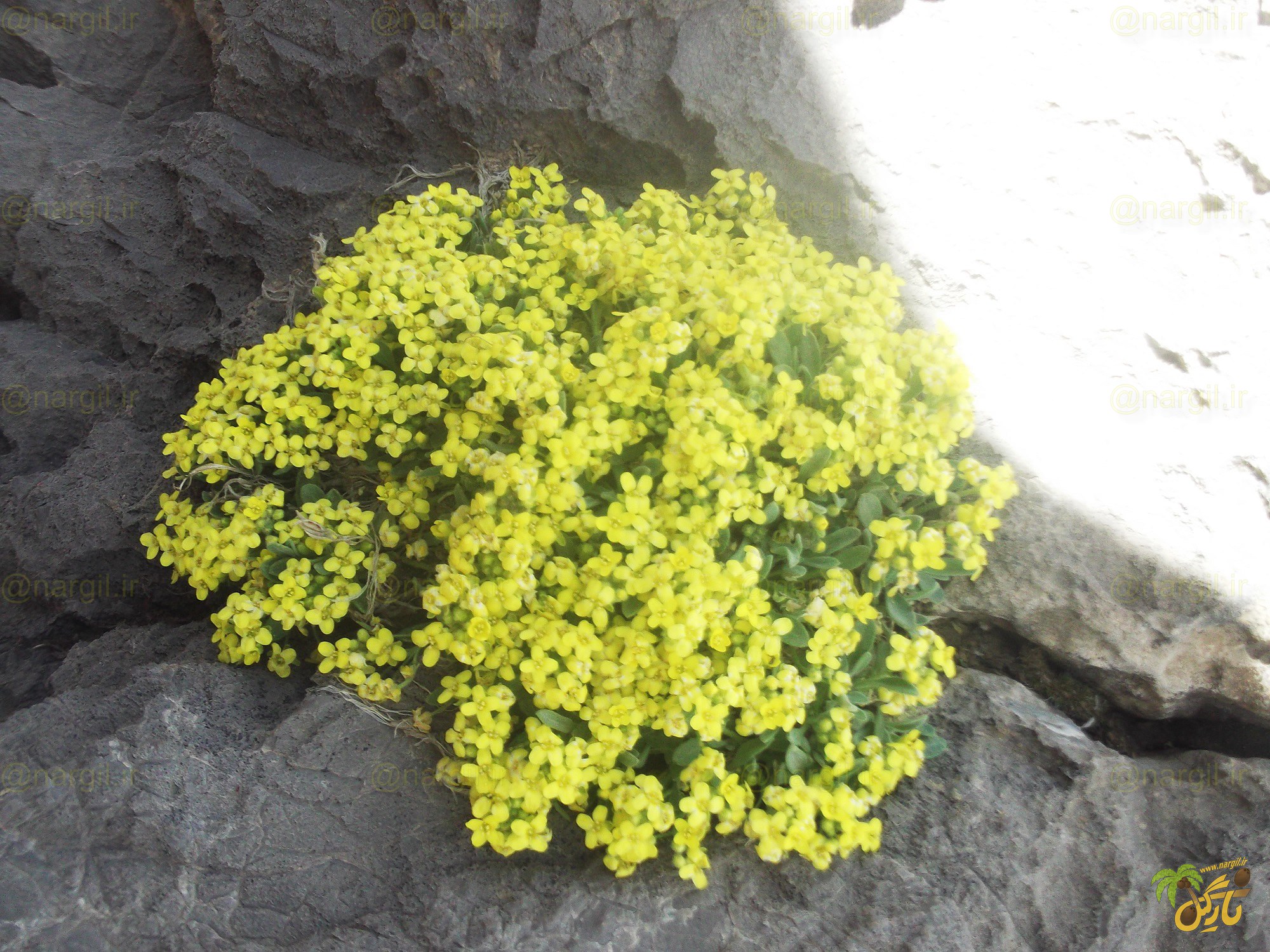 ازمکی طوقه‌ای 